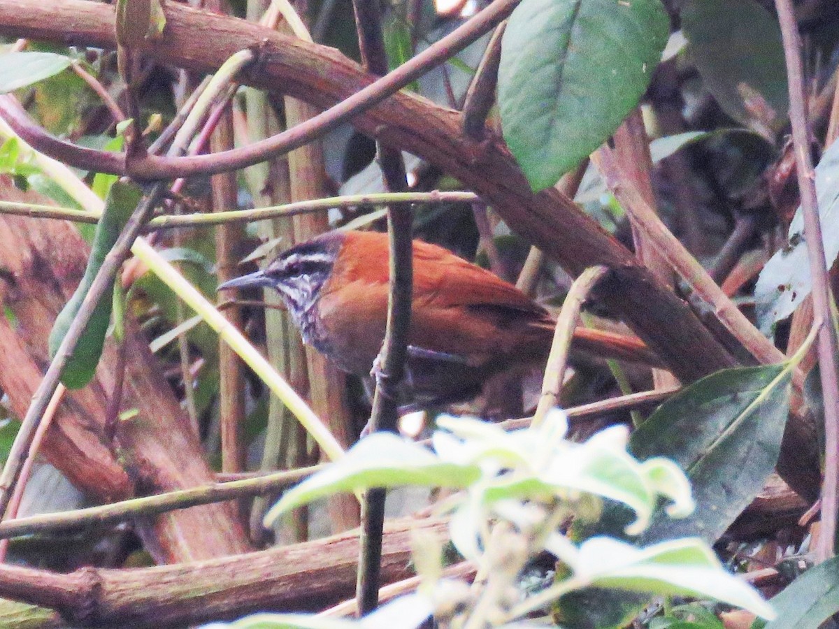 Plain-tailed Wren - ML622802164