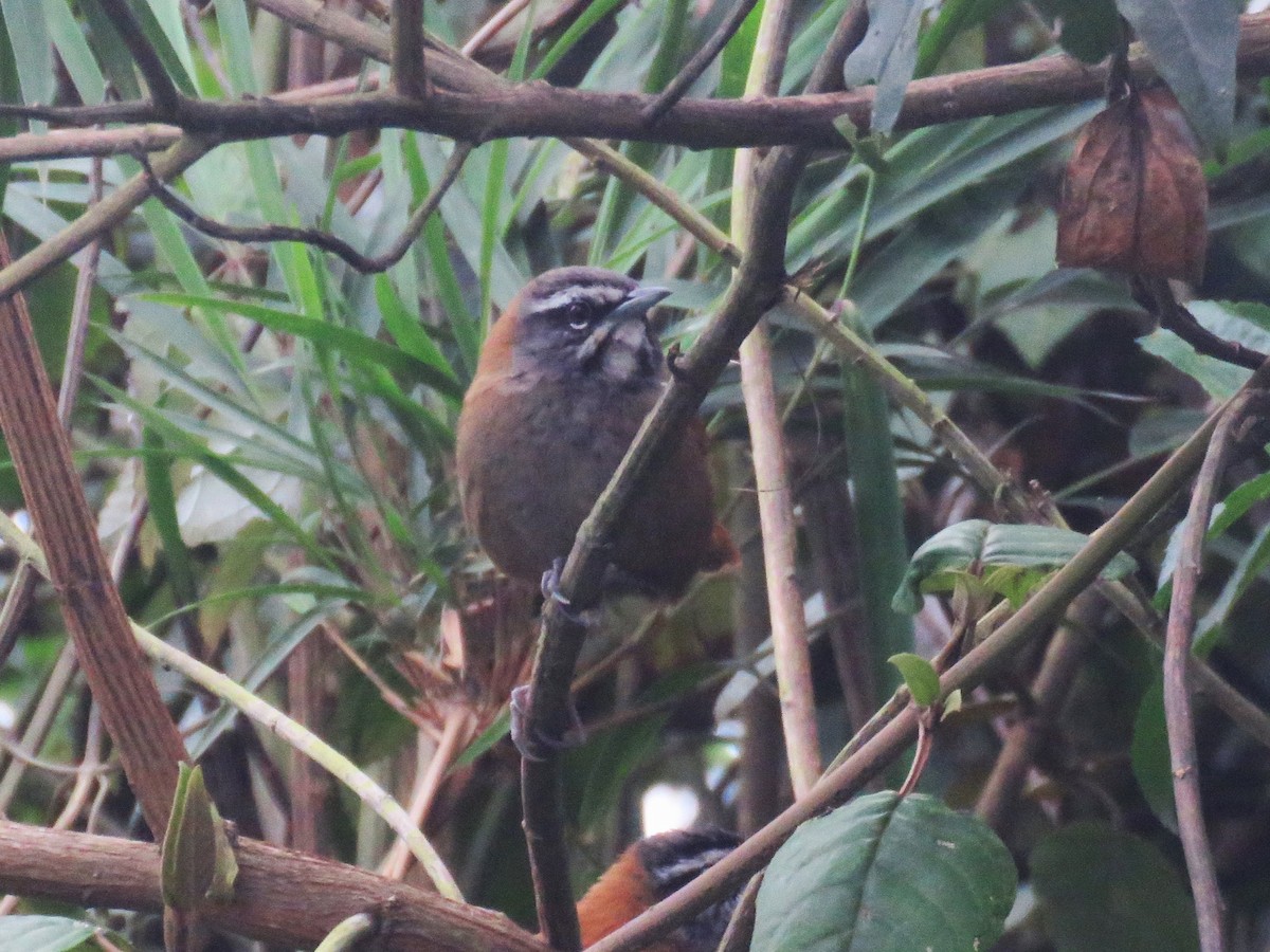 Plain-tailed Wren - ML622802182