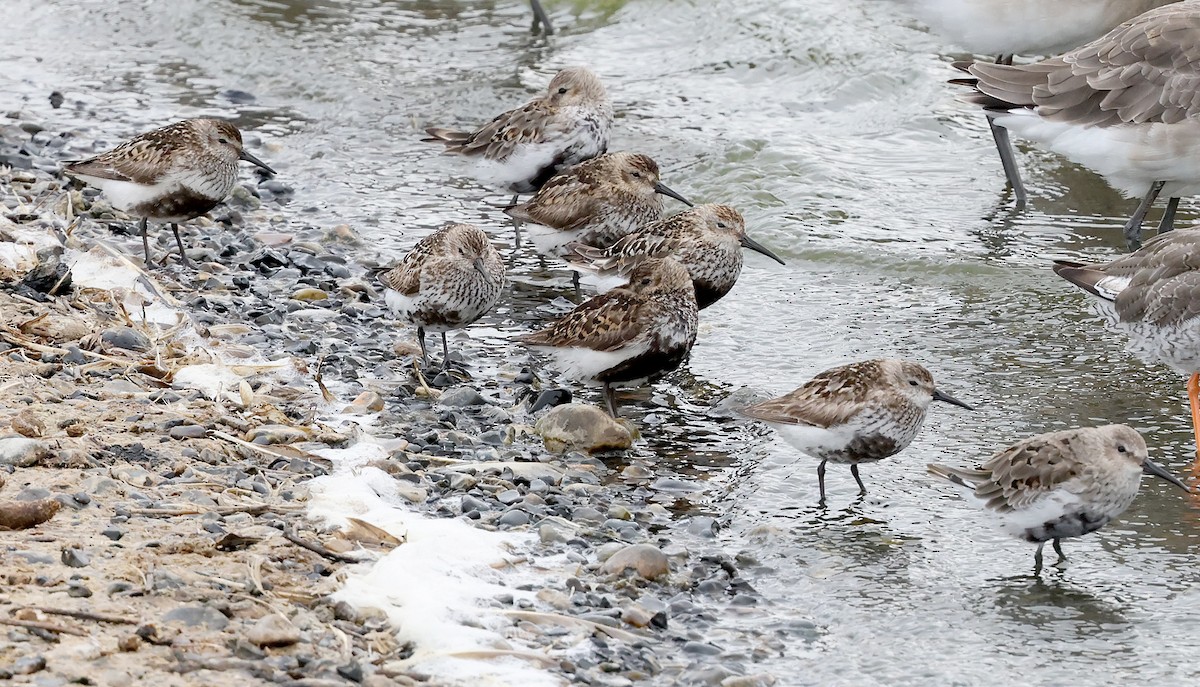 Dunlin - Ashley Banwell