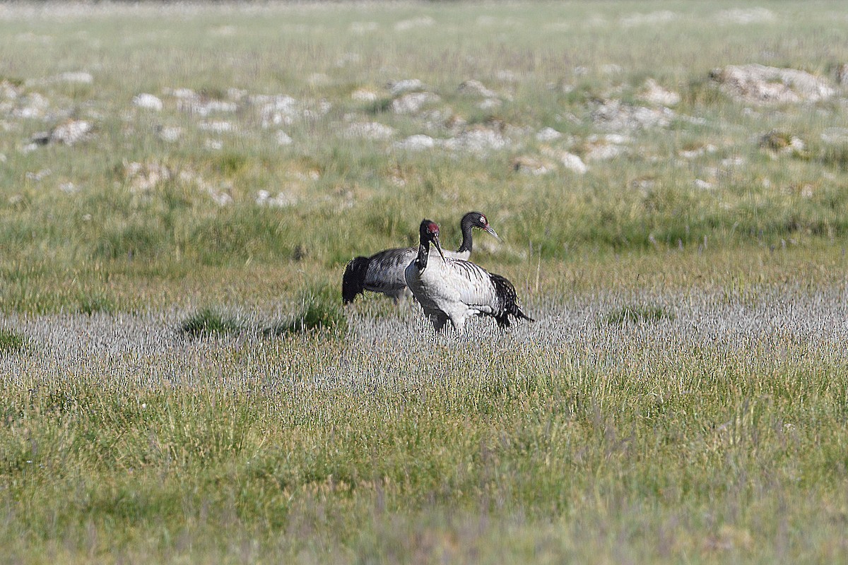 Black-necked Crane - Piyapong Chotipuntu