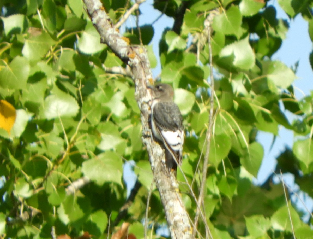 Red-headed Woodpecker - Joe Neal