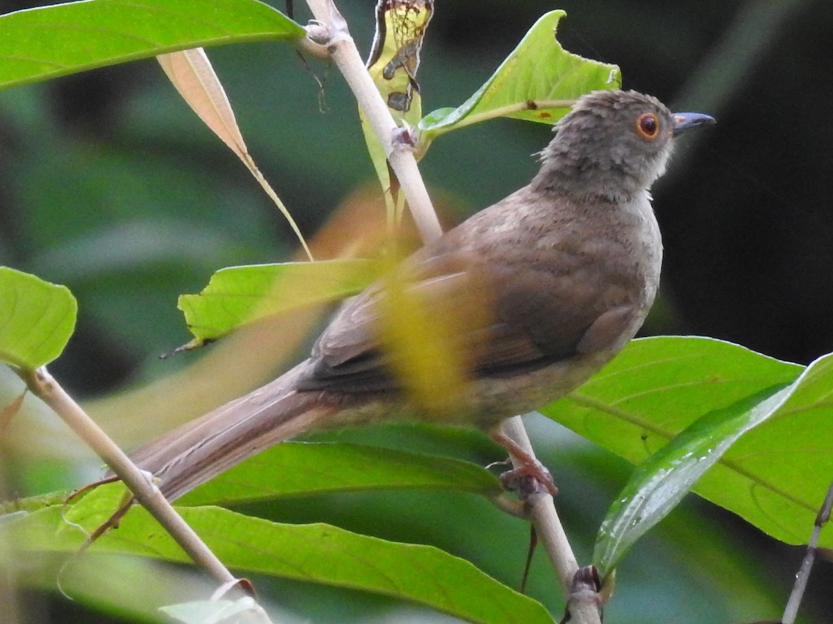 Spectacled Bulbul - ML622802268