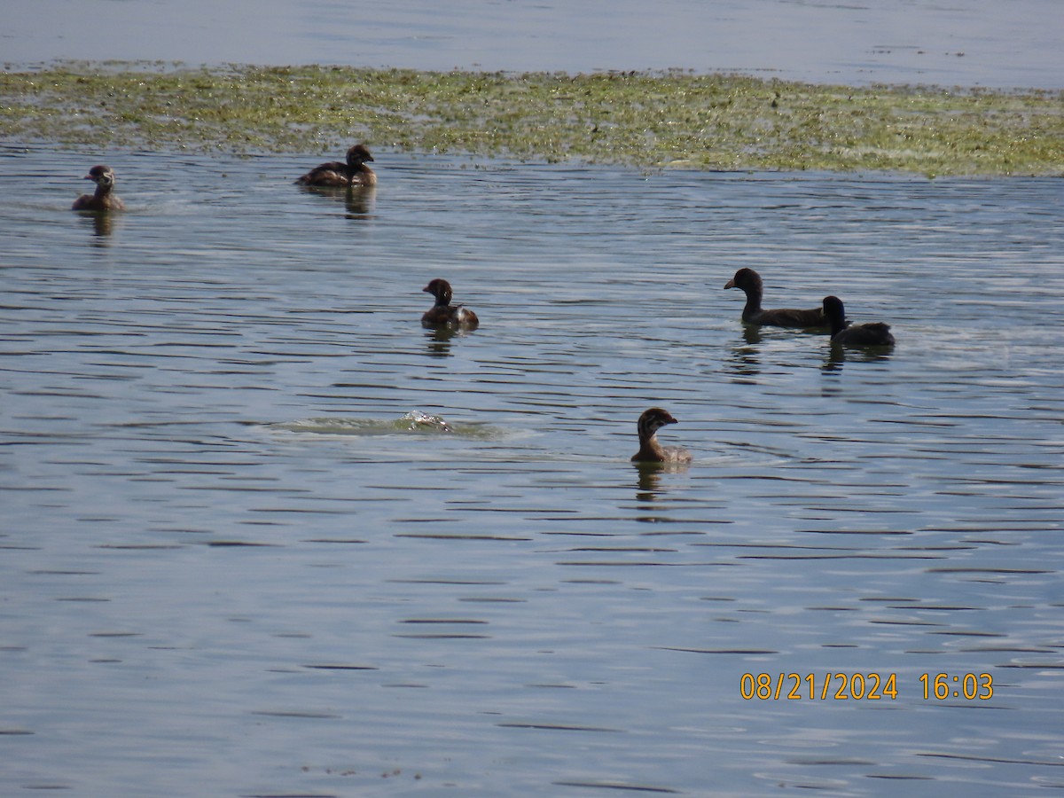 Pied-billed Grebe - Robert Solomon