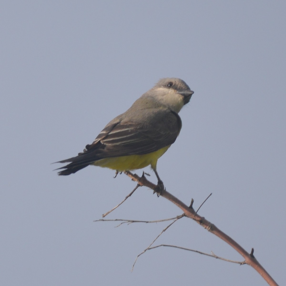 Great Crested Flycatcher - ML622802298