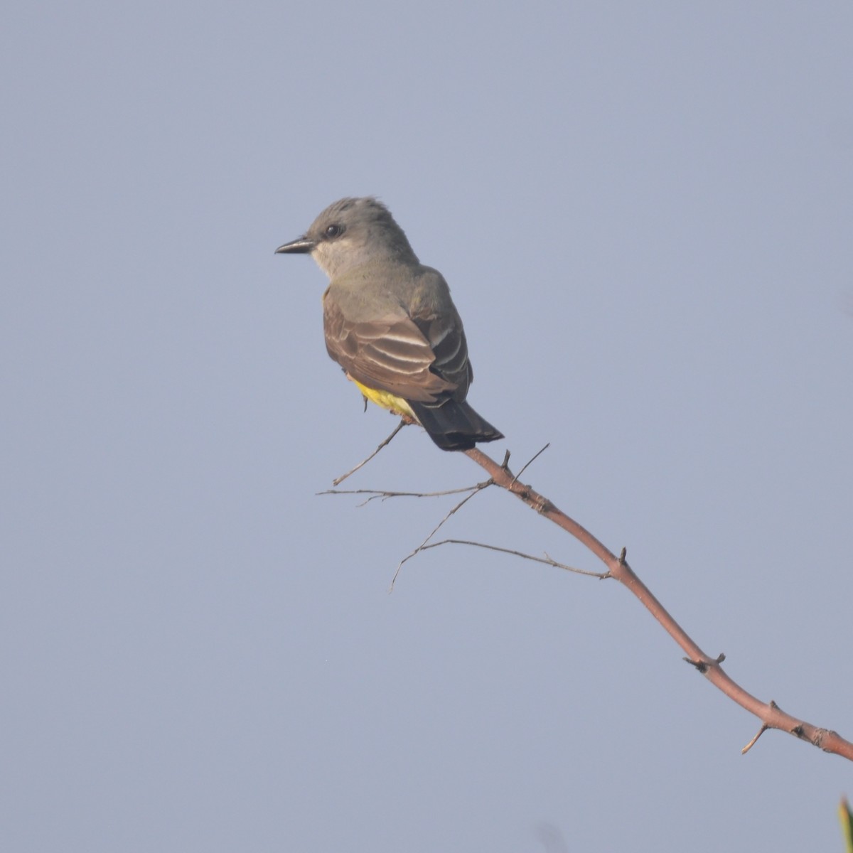 Great Crested Flycatcher - ML622802299