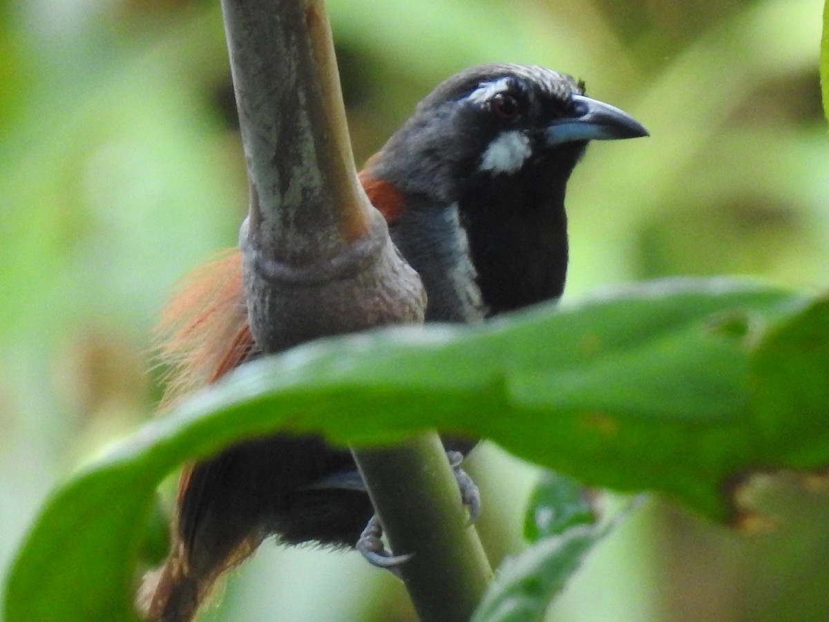 Black-throated Babbler - ML622802324