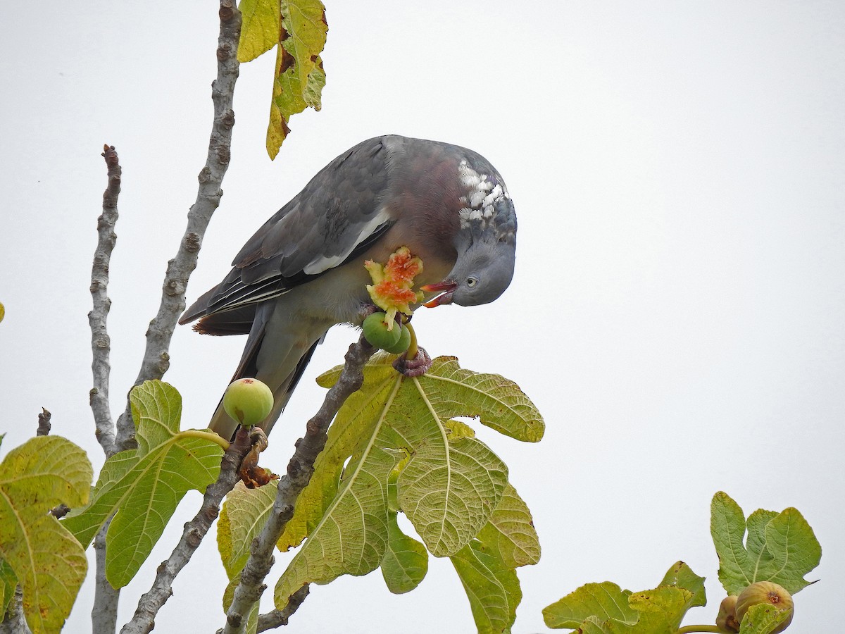 Common Wood-Pigeon - Javier Robres