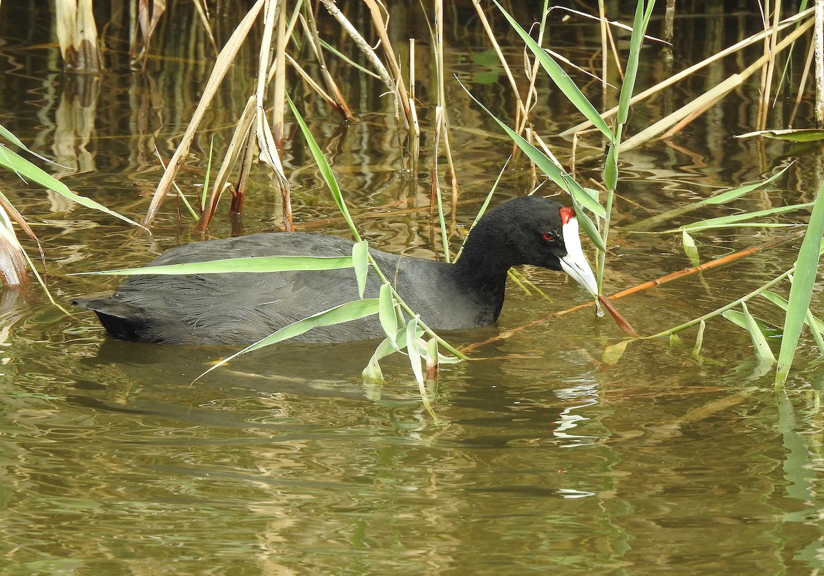 Red-knobbed Coot - Javier Robres