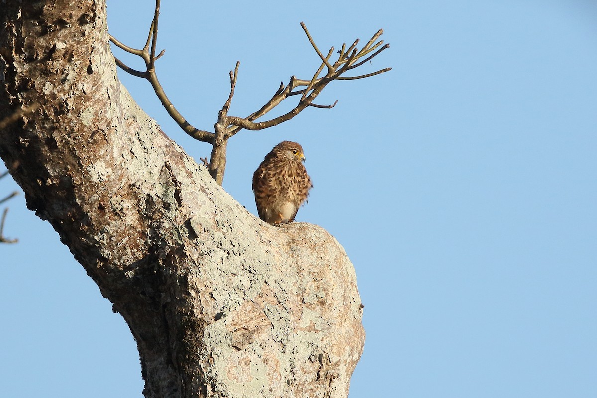 Spotted Kestrel - Mark Stanley