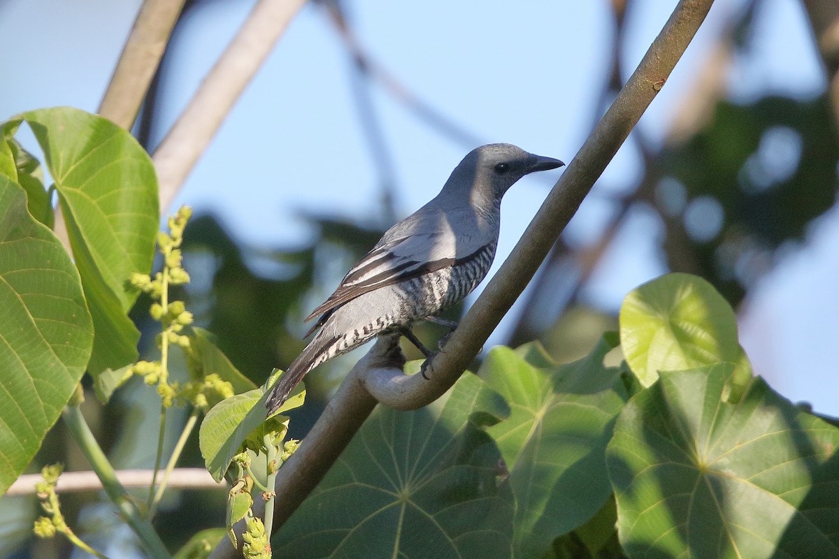 Pale-shouldered Cicadabird - ML622802519