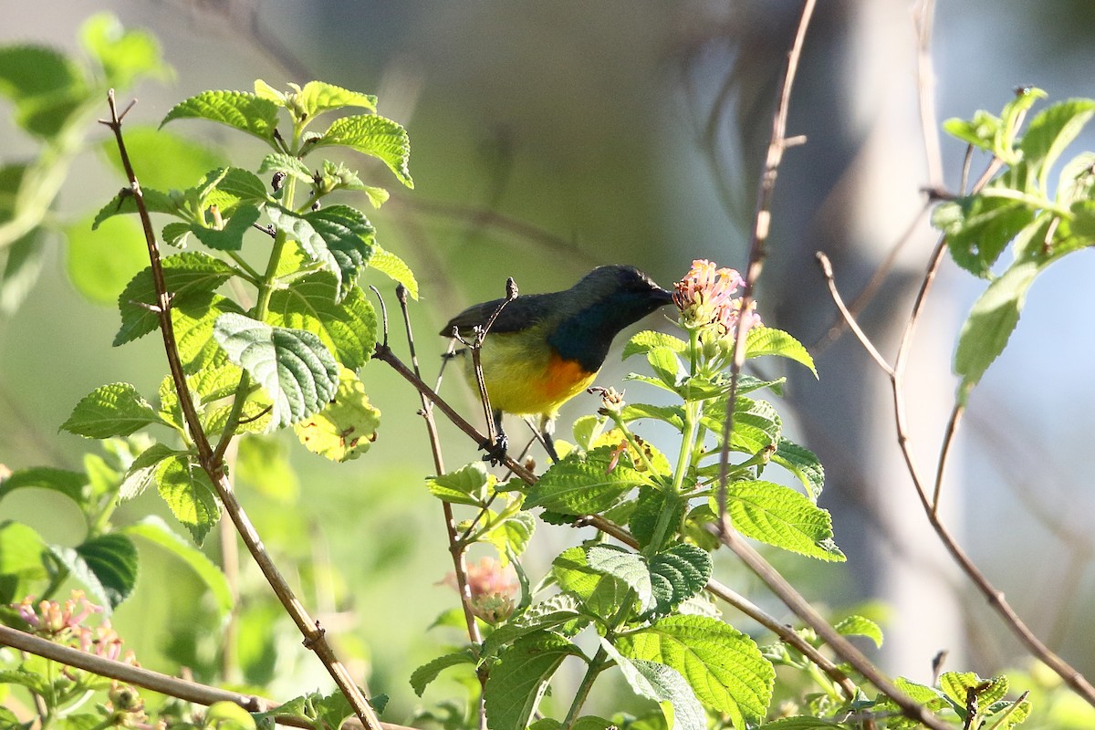 Apricot-breasted Sunbird - ML622802522