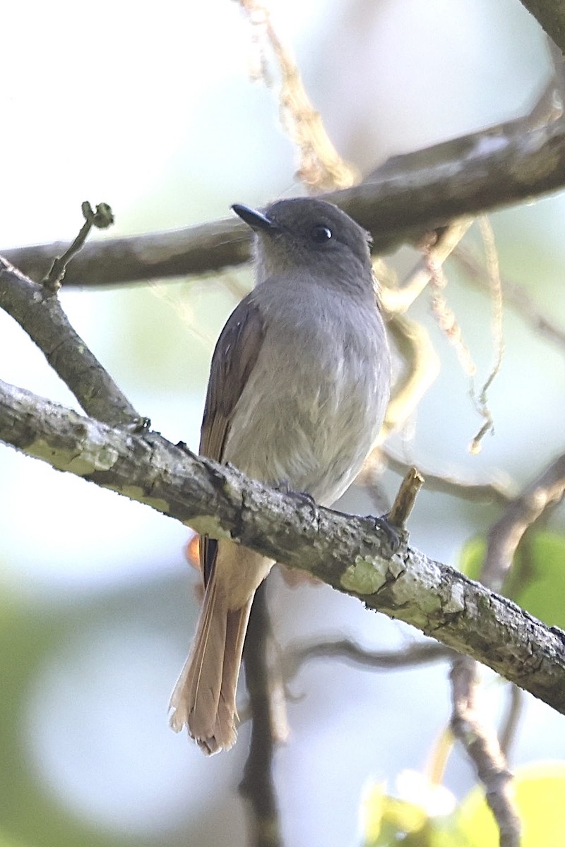 Flores Jungle Flycatcher - ML622802525