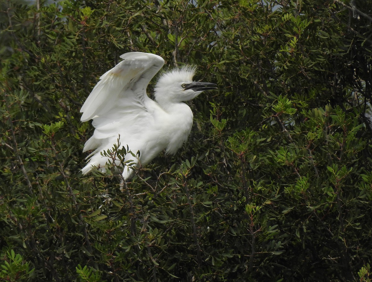 Western Cattle Egret - Javier Robres