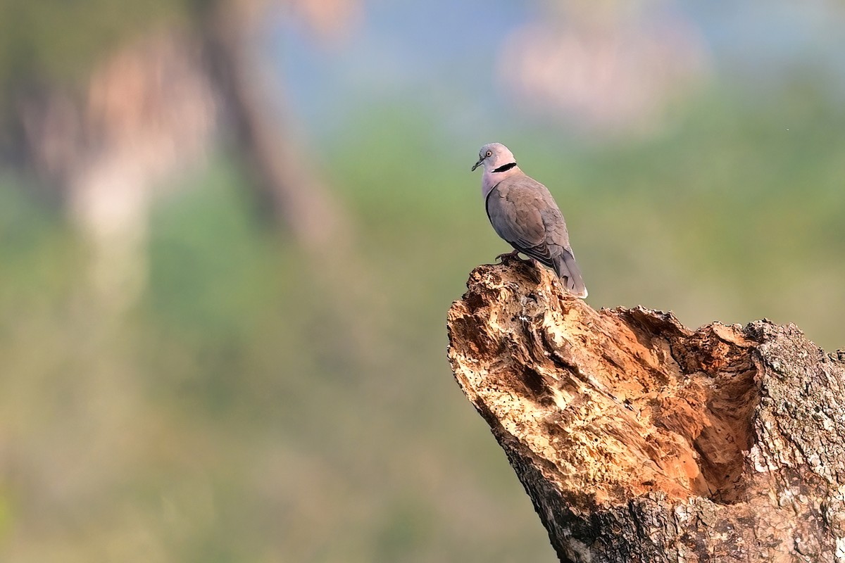 Mourning Collared-Dove - Eileen Gibney