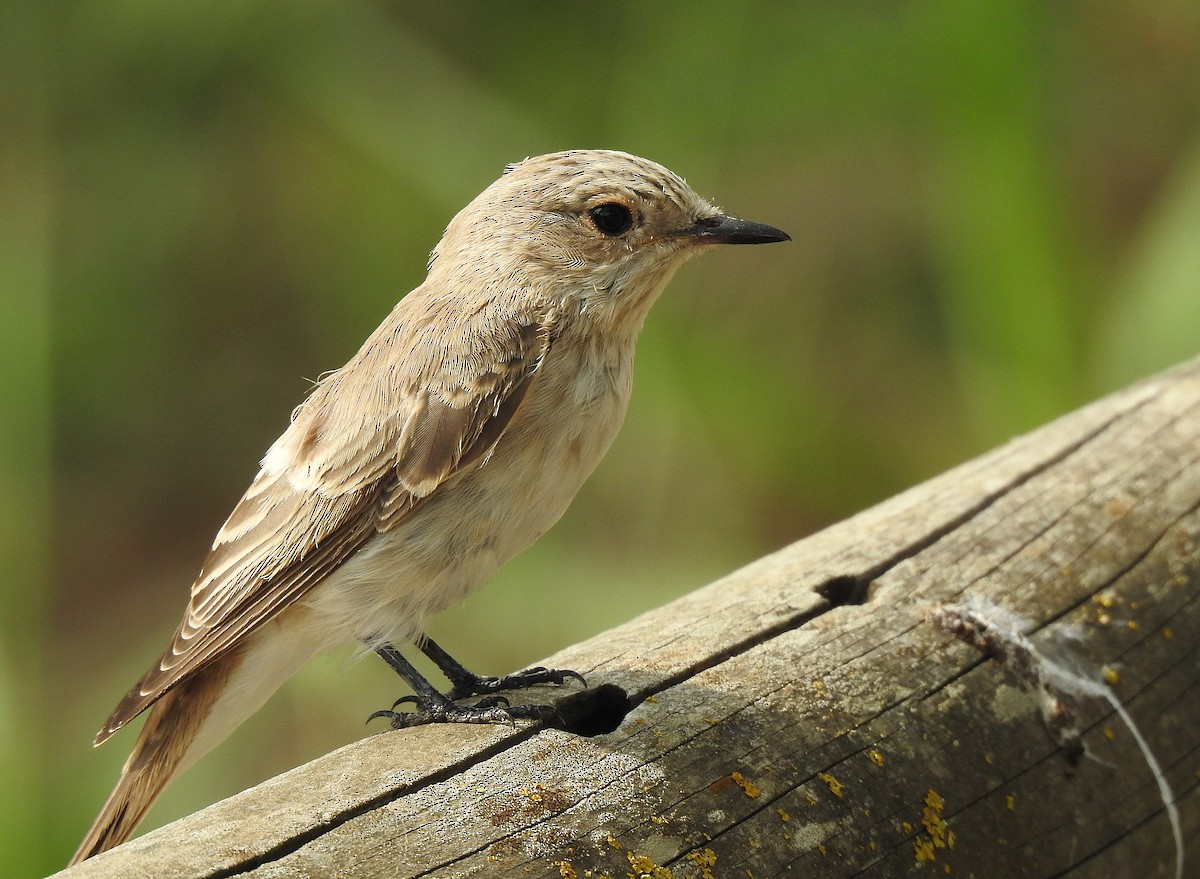 Spotted Flycatcher (Mediterranean) - Javier Robres