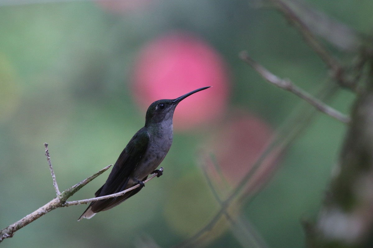 Gray-breasted Sabrewing - Bryan Shirley