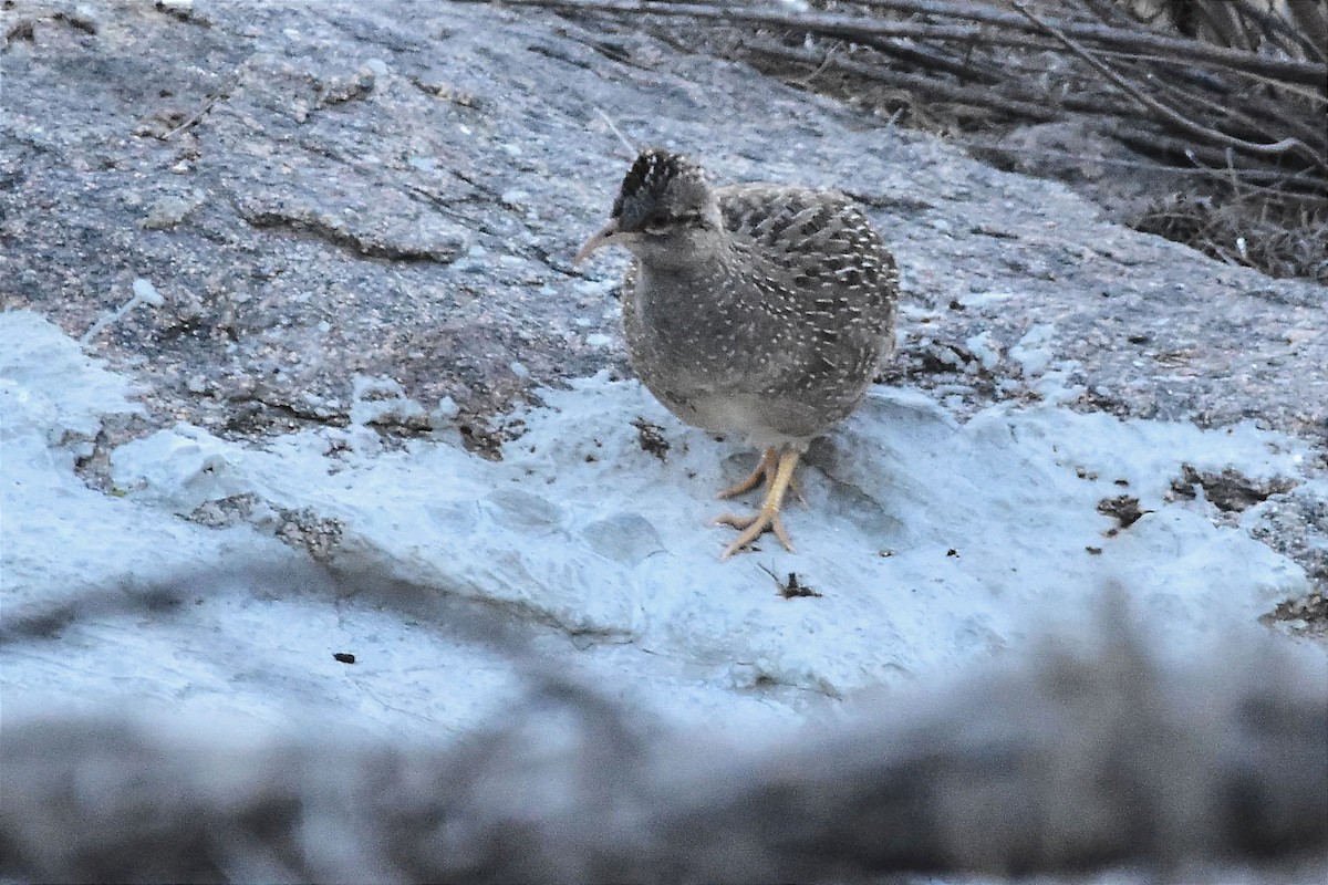 Andean Tinamou - ML622802548