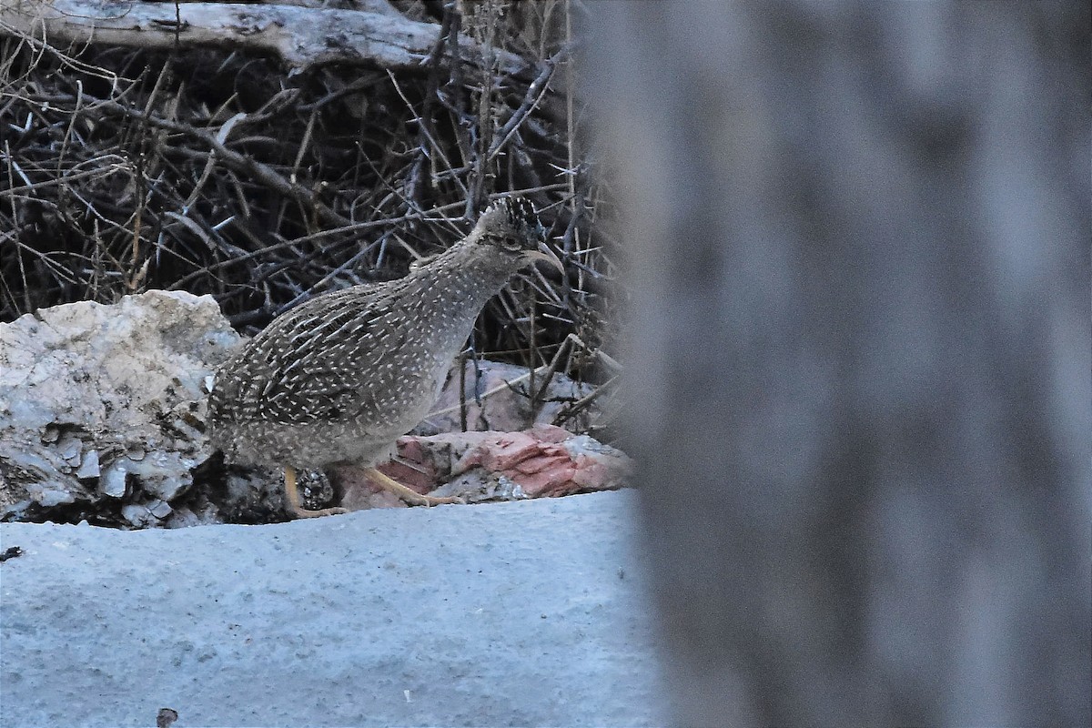 Andean Tinamou - ML622802550