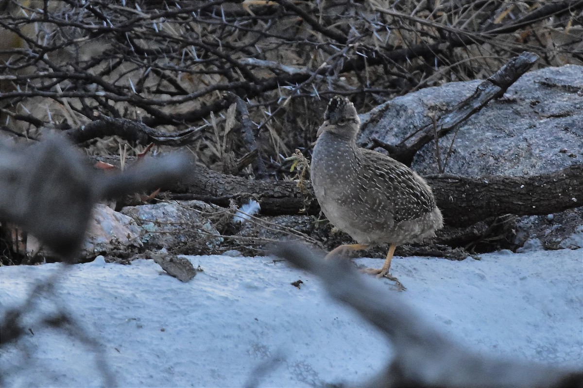 Andean Tinamou - ML622802551