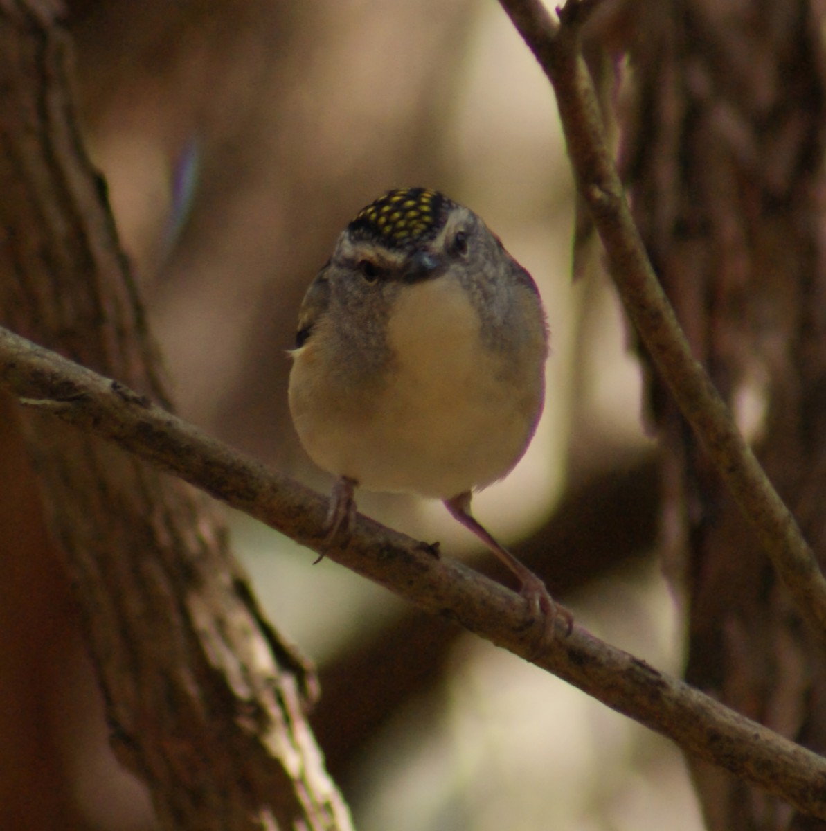 Spotted Pardalote - Dominic DeLaca-Wauer