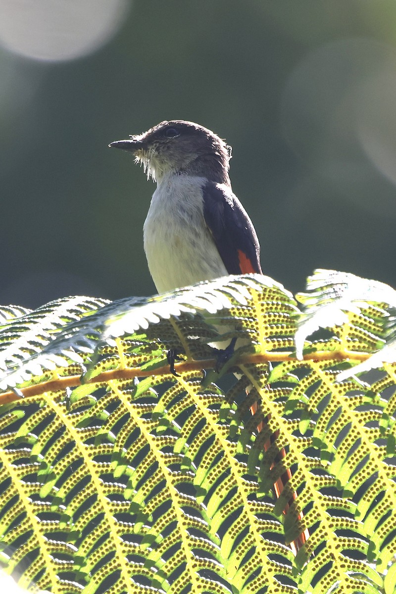 Flores Minivet - ML622802575