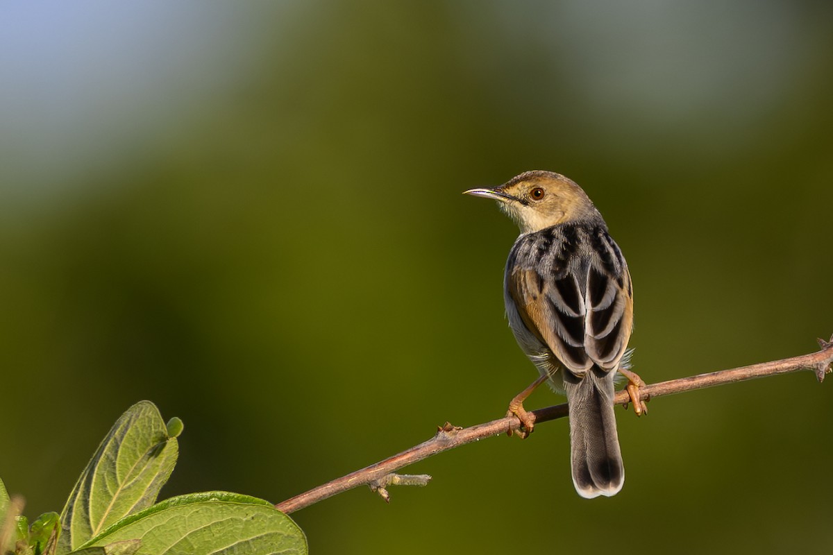 Winding Cisticola - ML622802592