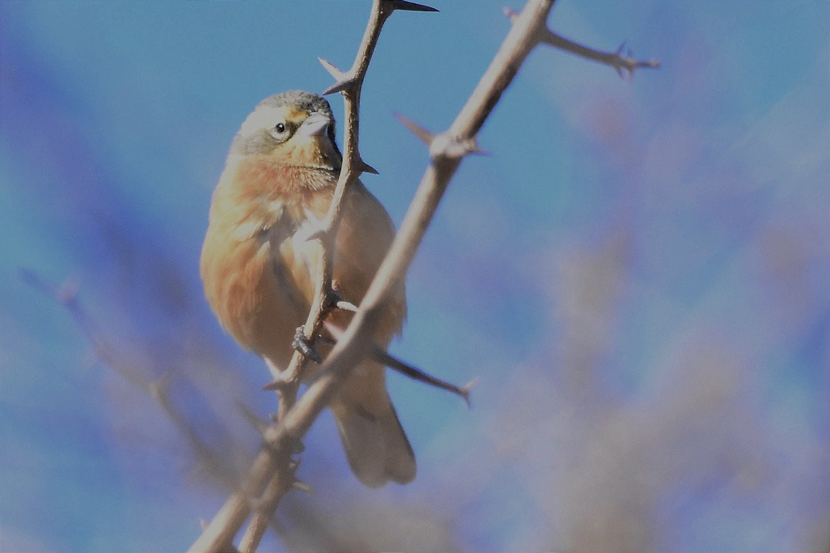 Cinnamon Warbling Finch - ML622802596