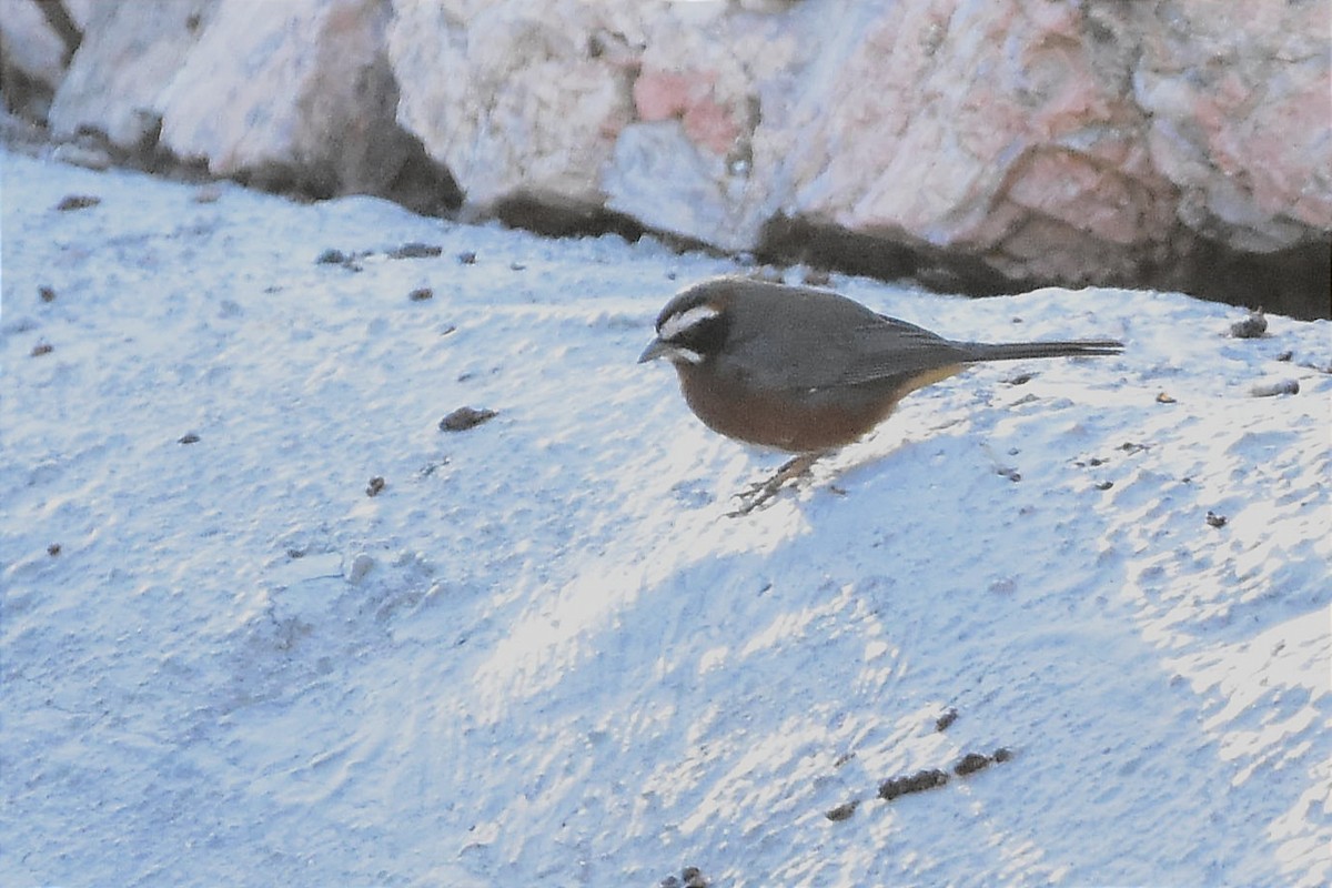 Black-and-chestnut Warbling Finch - ML622802597