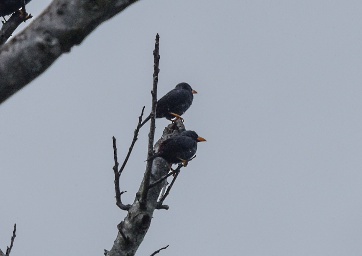 Finch-billed Myna - ML622802602