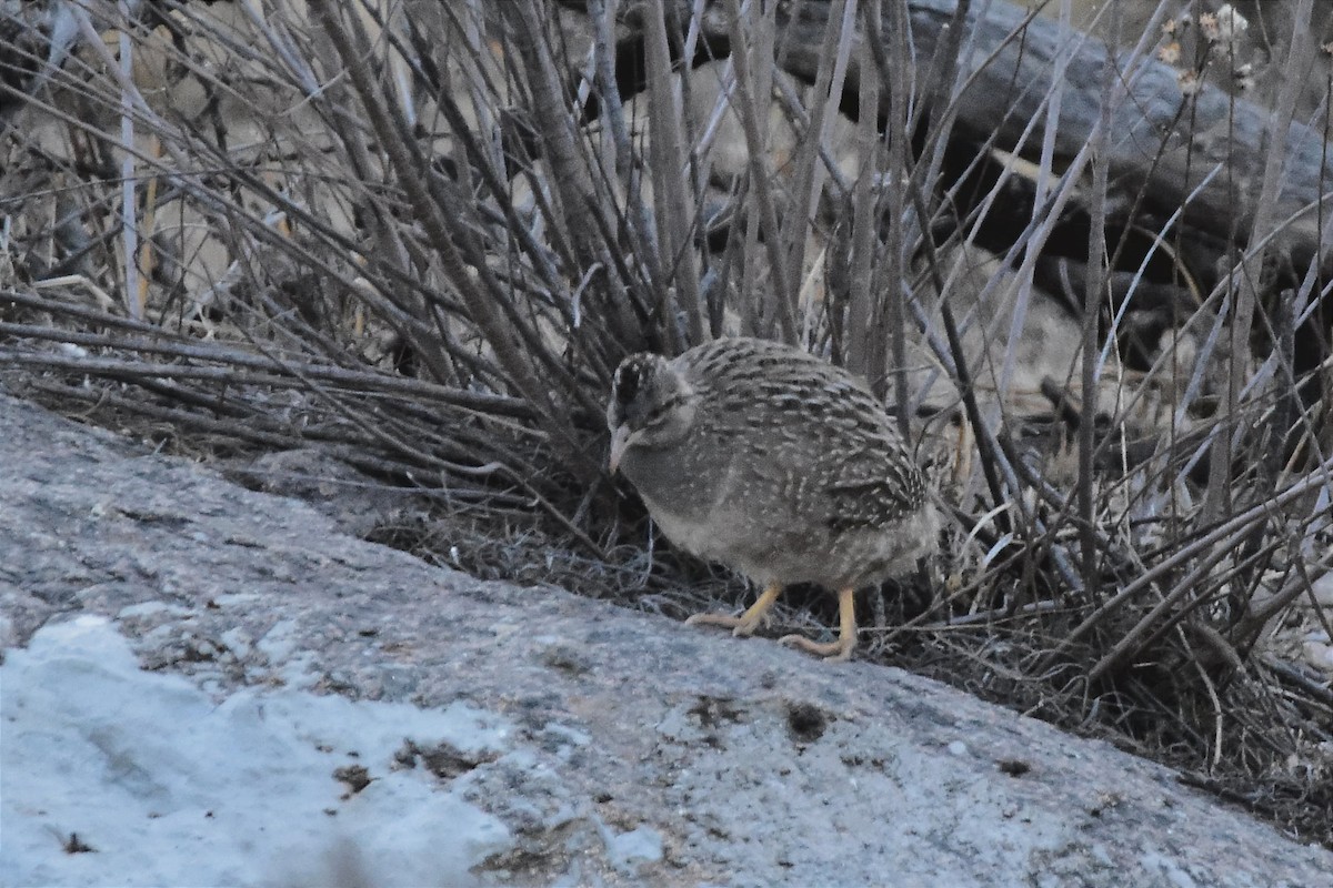 Andean Tinamou - ML622802604