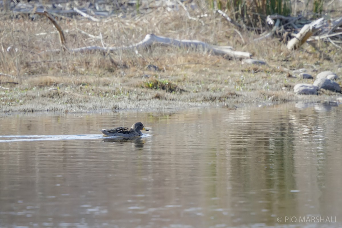 Yellow-billed Teal - Pio Marshall