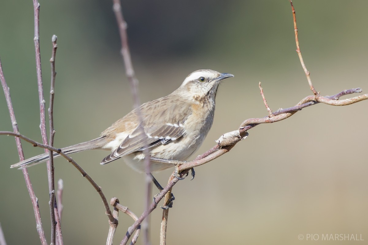 Chilean Mockingbird - Pio Marshall