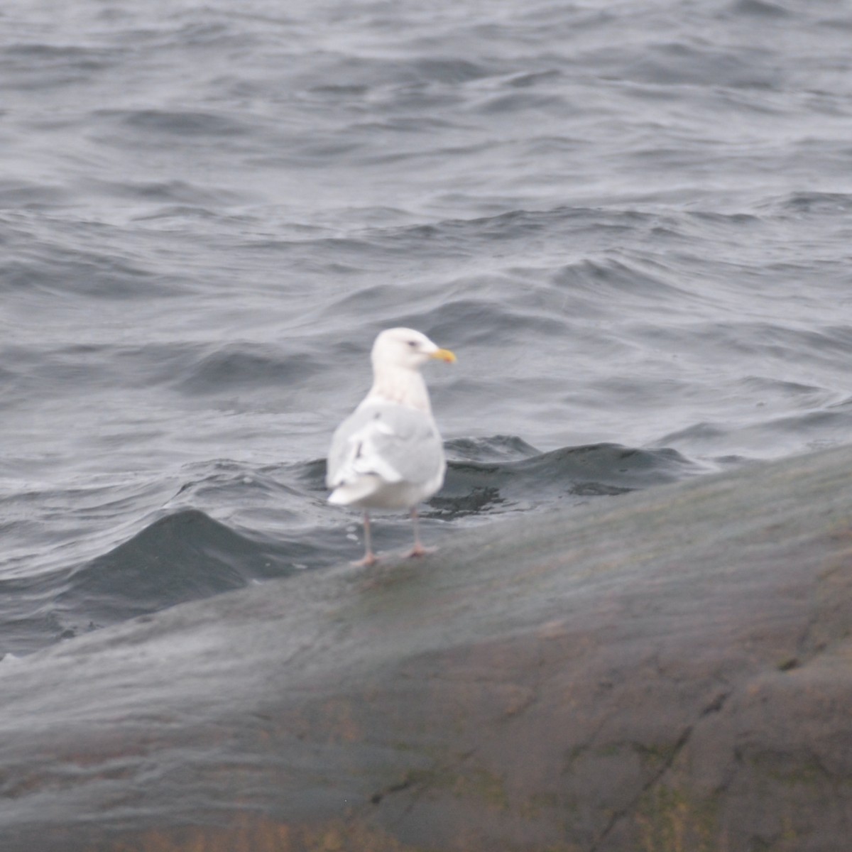 Iceland Gull - Dave Wilson