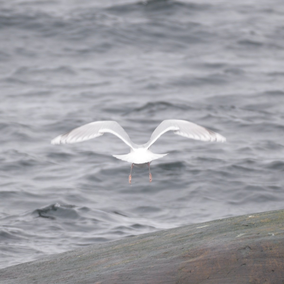 Iceland Gull - Dave Wilson