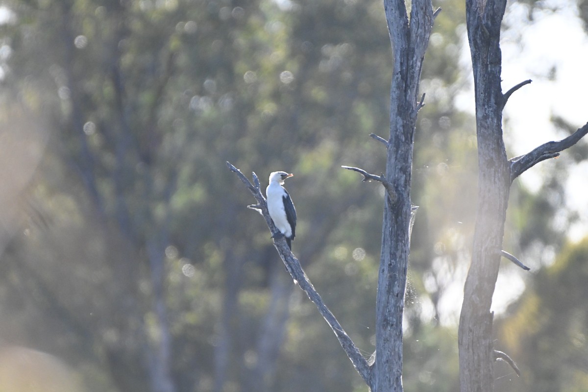 Little Pied Cormorant - Hitomi Ward