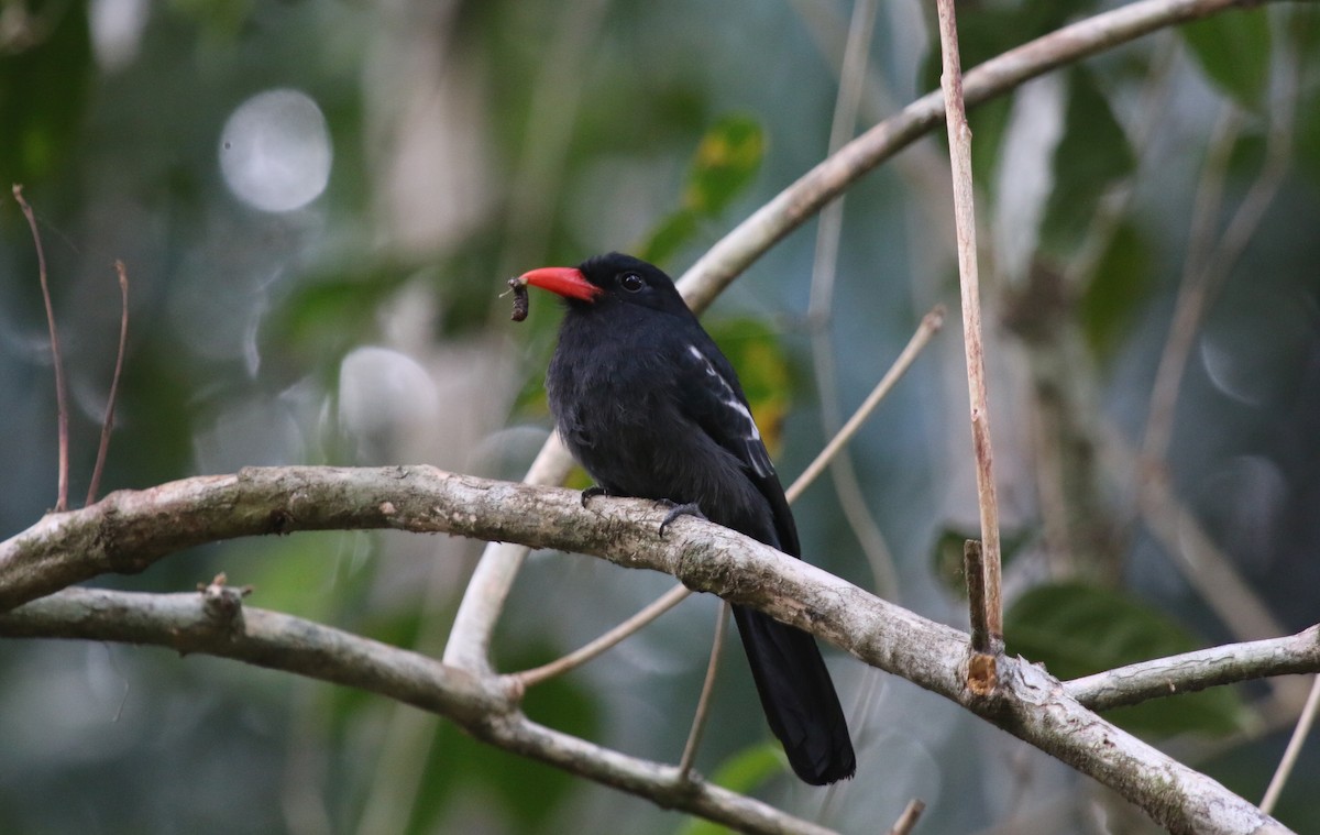 Black Nunbird - ML622802631