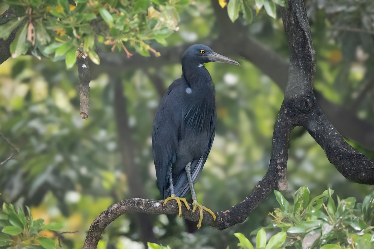 Pacific Reef-Heron - Anonymous