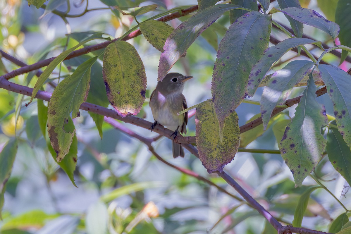 tyranovec malinký - ML622802662