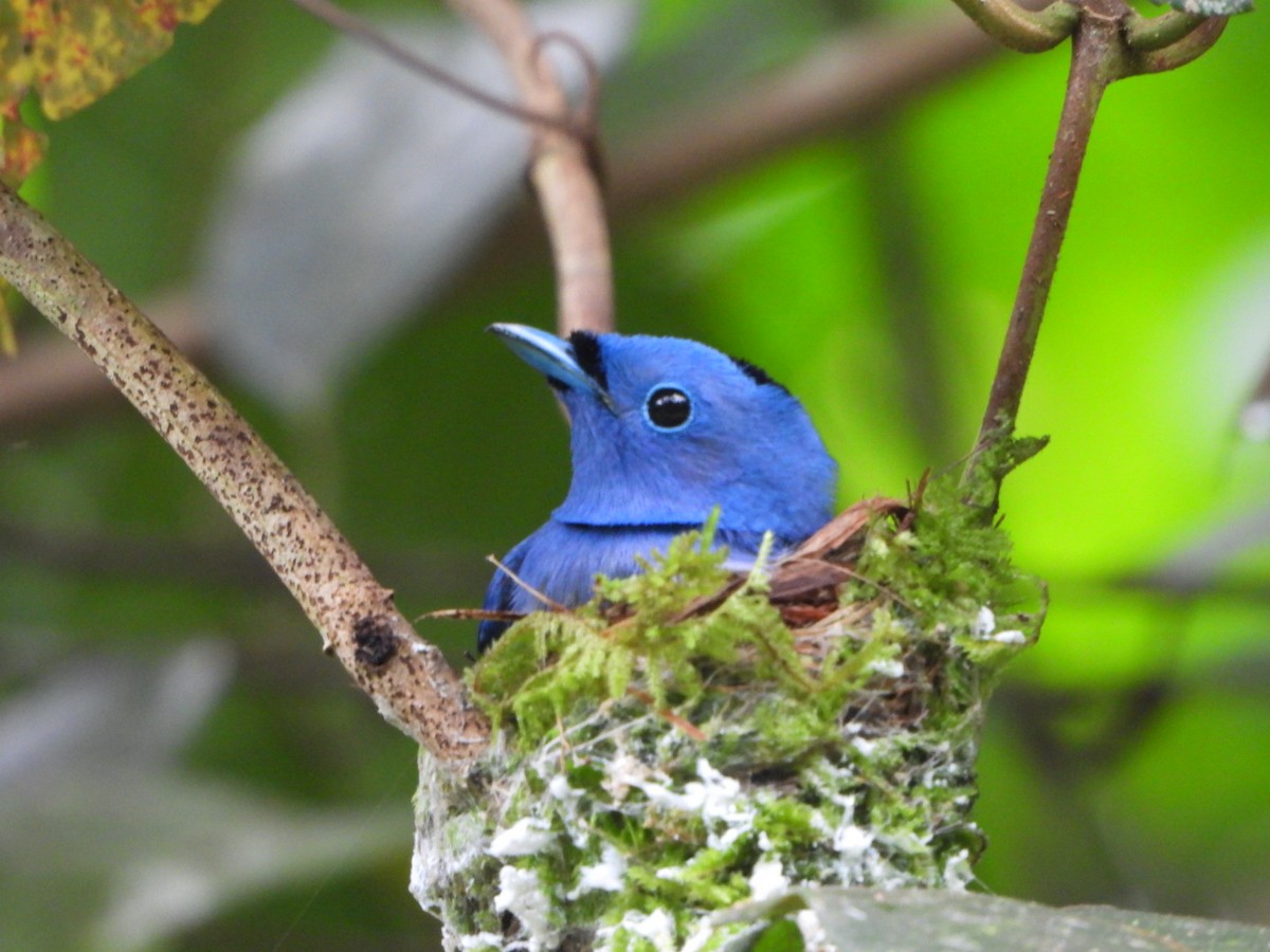 Black-naped Monarch - 博益 蕭