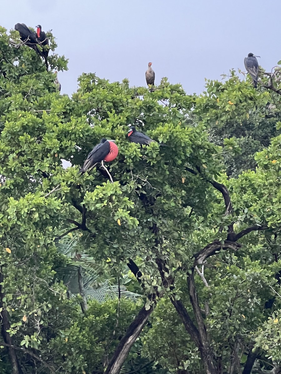 Magnificent Frigatebird - Jose Francisco Barros 🐜