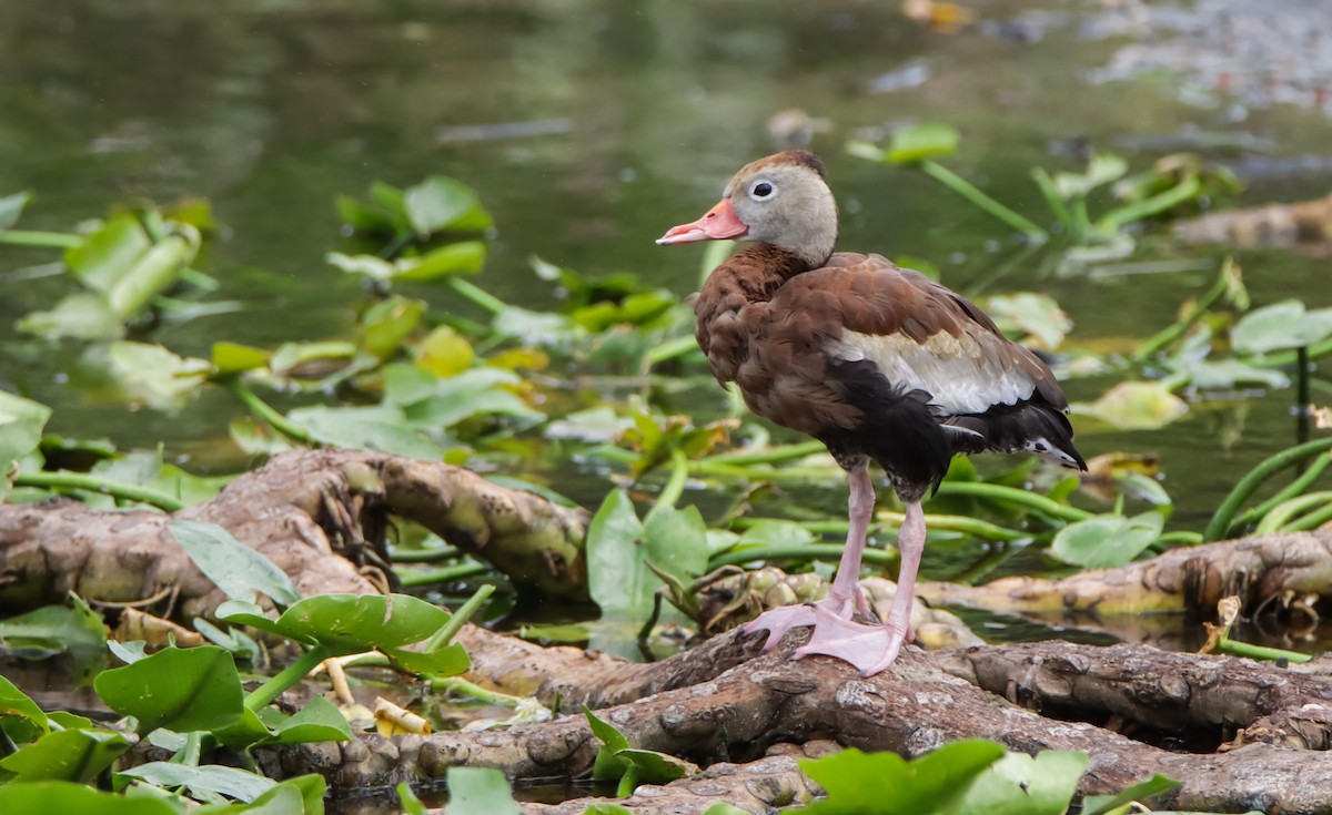 Black-bellied Whistling-Duck - T D Vuke