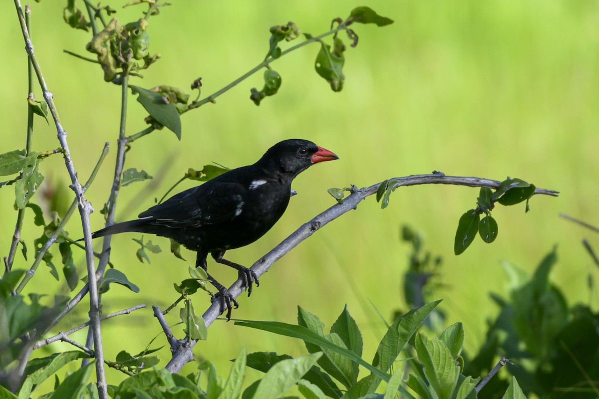 Red-billed Buffalo-Weaver - ML622802729