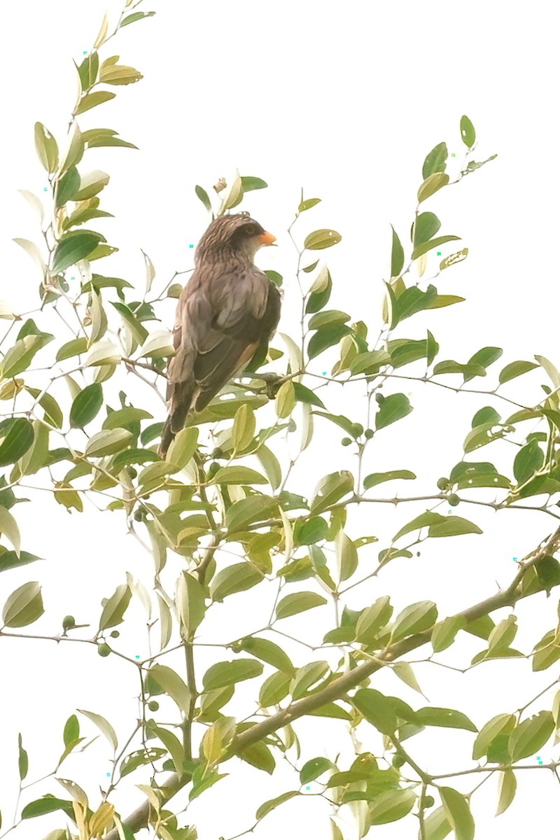 Yellow-billed Shrike - ML622802745