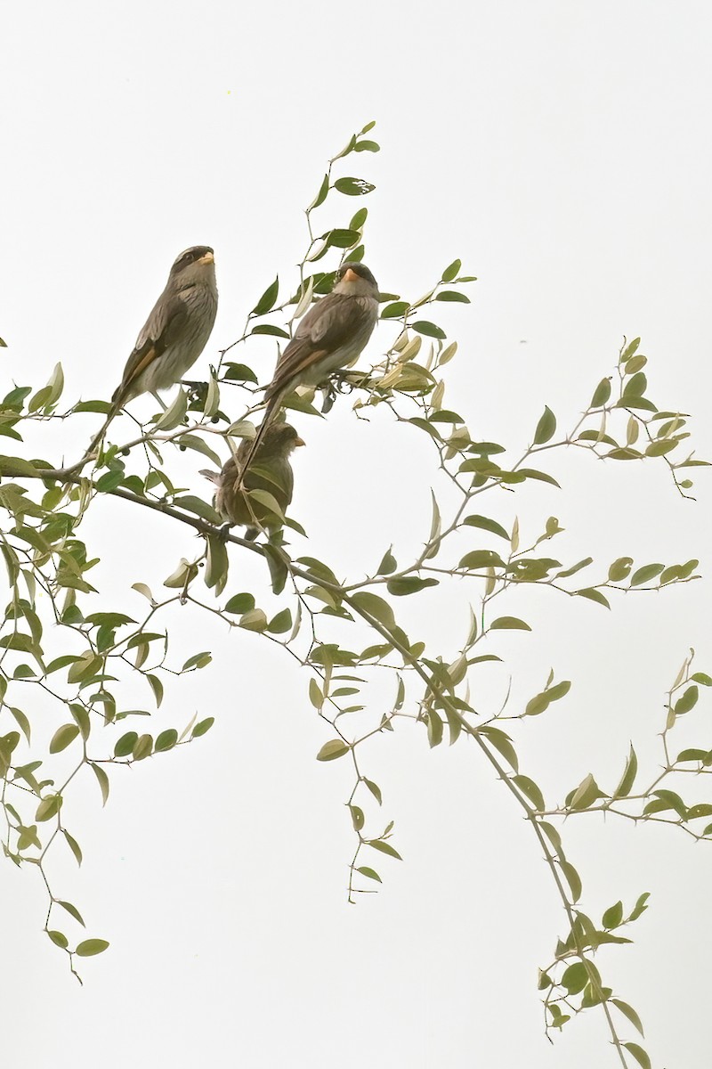 Yellow-billed Shrike - ML622802746