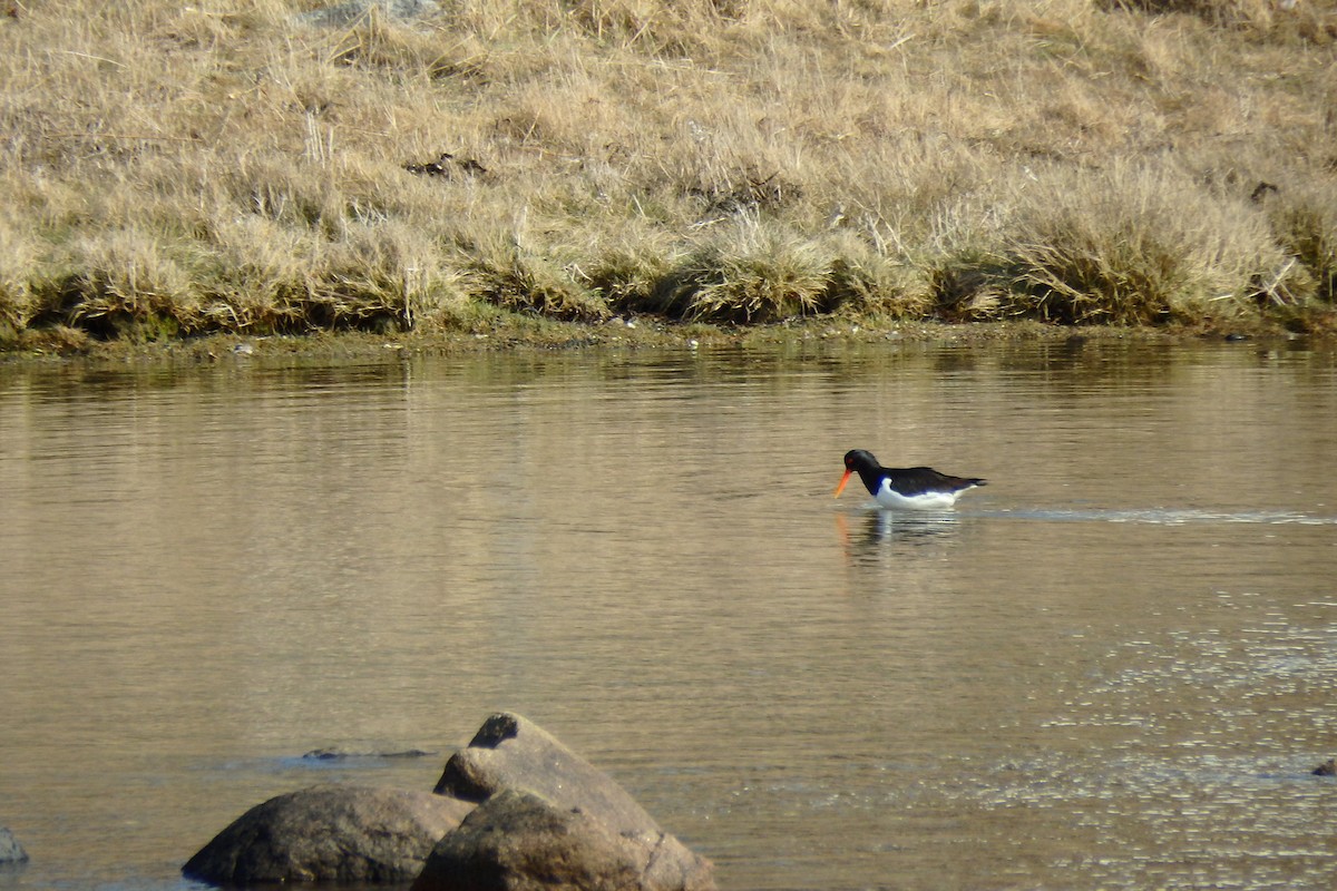 Eurasian Oystercatcher - Duarte Frade