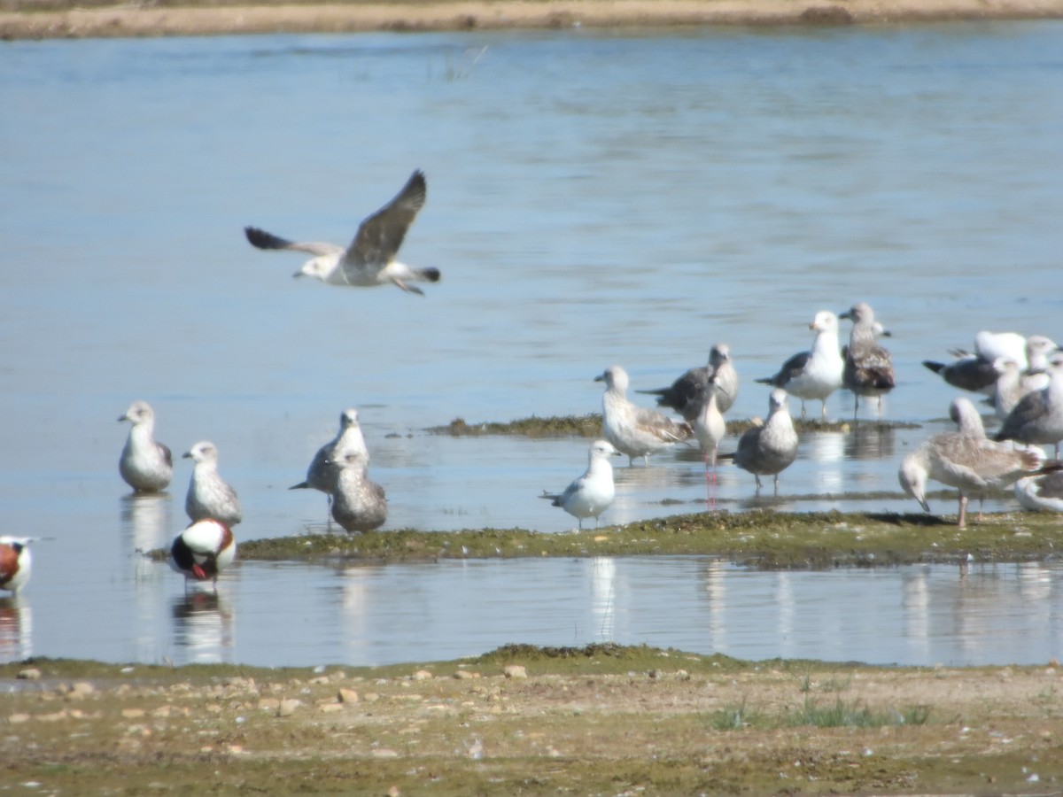 Common Gull - Miguel Martín Jiménez