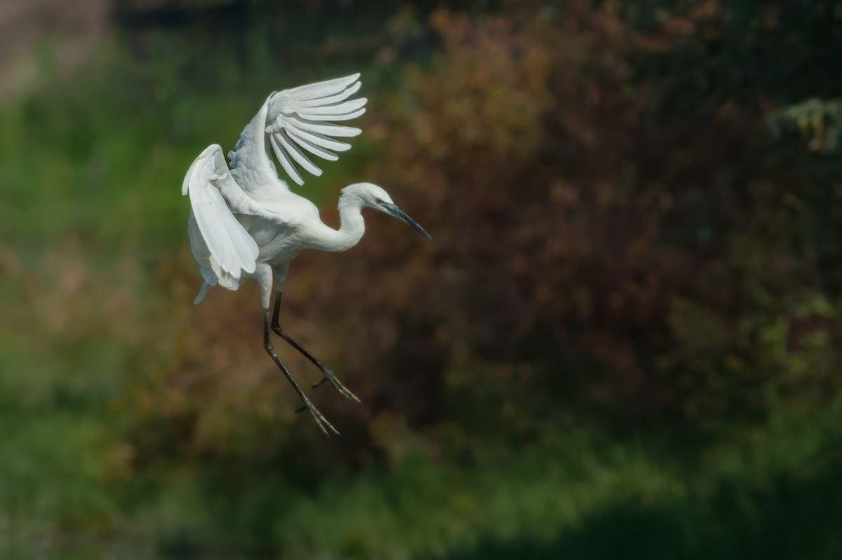 Little Egret - Giuseppe Citino