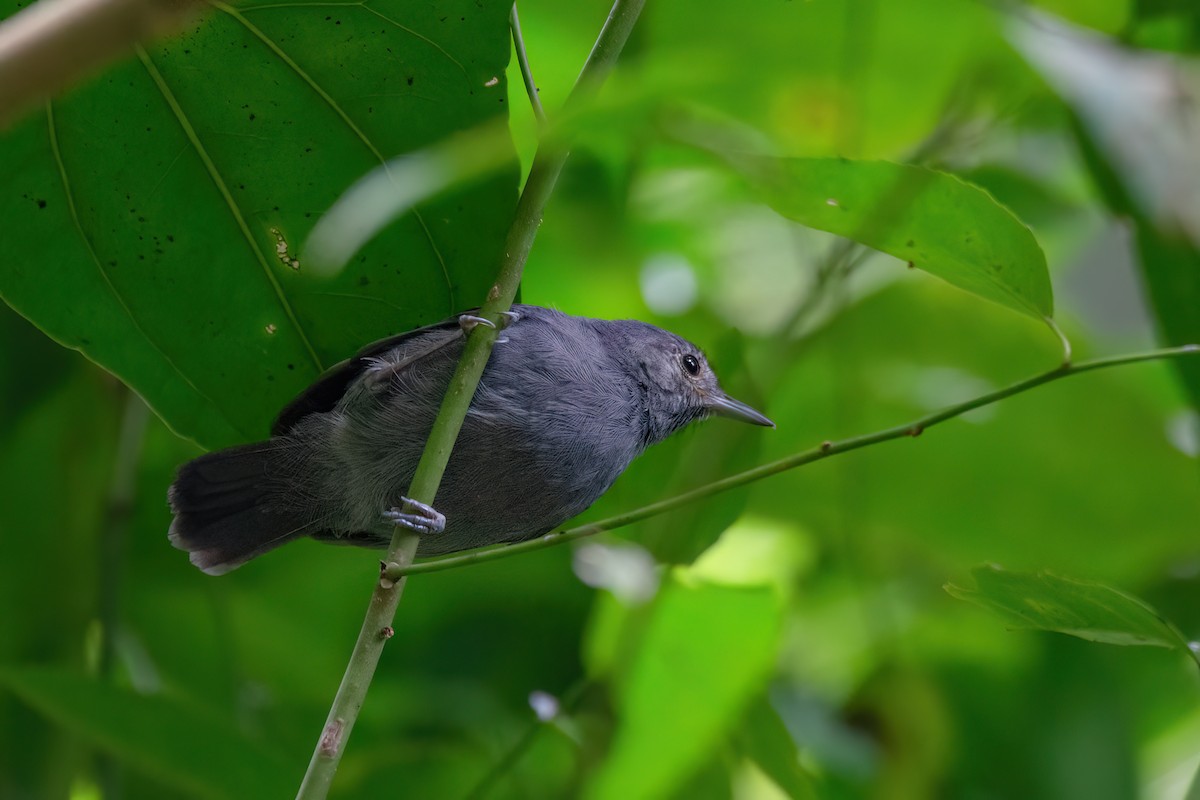 Unicolored Antwren - Marcos Eugênio Birding Guide