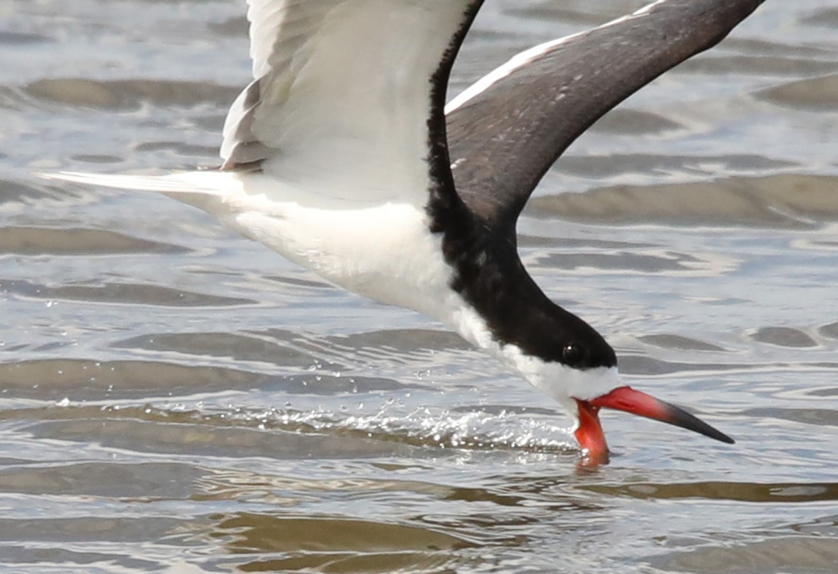 Black Skimmer - Kevin Munro Smith