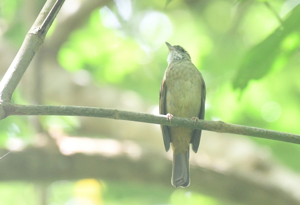 Gray-cheeked Bulbul - ML622802837